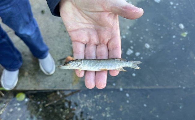 ��������������� ������ �������� ������������: � ������� ������ ��������� ������� ����