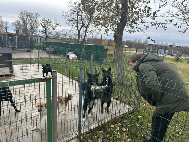 Приюты для животных в городе и крае готовятся к зиме