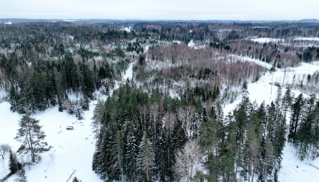 Шведы планируют продать тысячи гектаров леса в Латвии и Эстонии