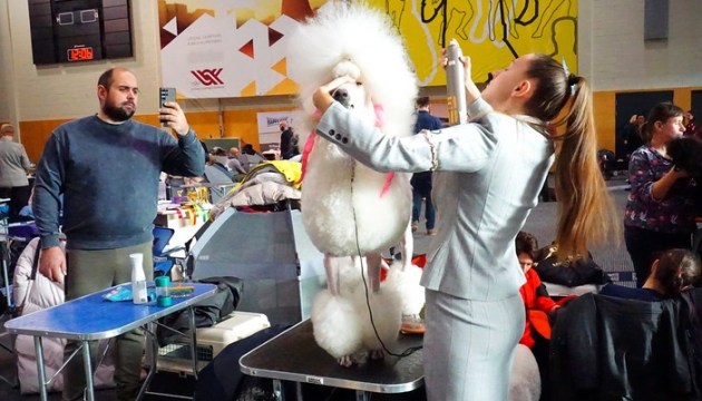 ������� ����-��� � ��������� ������� - National Winter Dog Show � �����������