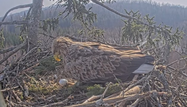 � ������ ����� ���������� ������� ������ � ������ ���� (+�����)