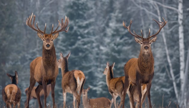 ����������� ���� � ������ ����� �����������. �������� ����������� �����