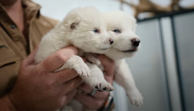 ������ �������, ��� ���������� ����������, �������� 12 000 ��� ����� (+�����)