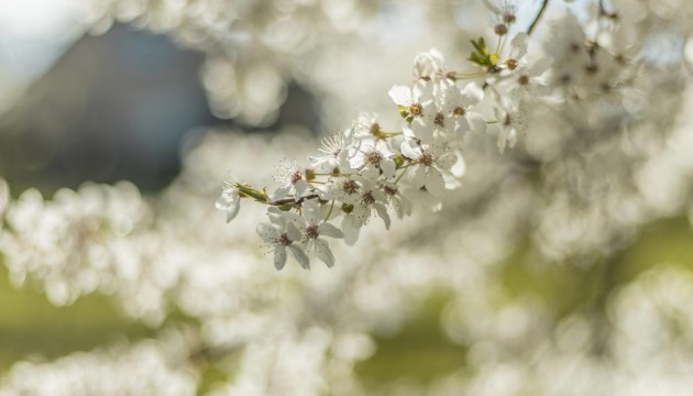 �� ������� ������ ������ ��������: � ����������� � ������� �������� ����������������� ����