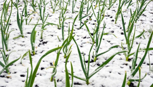 ����� �������� �� � �������� ���������: ������� ��������� ���������� �� 100% ������