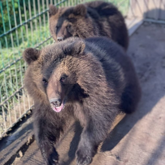 ������� RAPTORS PARK ���������� ����� ���������� ����� ��������