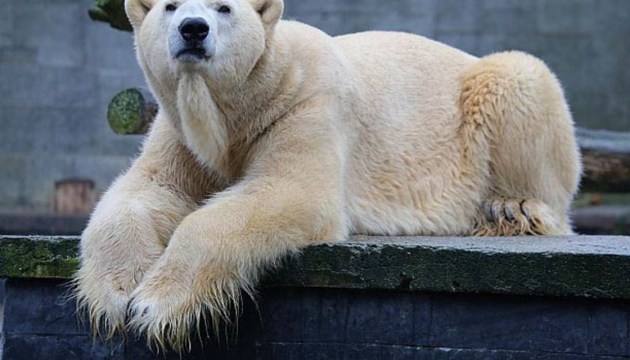 ��� �� ��� � ���������? ������� � �������� ������ �������� �������� �������� �� ���� ��������