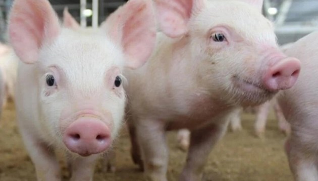 ������ ���������: �� ����� � ���������� ���� ������ ����, ����� 5 ����� �������� ���������