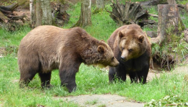 ������������� ������� ��������, ��� � ������ ����� ������� ��������� ���� �������