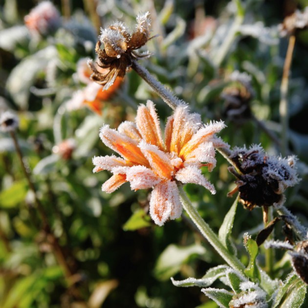 � ��������� ���� ��������� ��������� �� -5�C