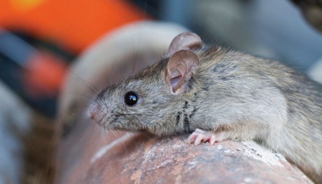 � ������ � ��� ����������� ������ ������������: �������� ���������������� �������, ��� ������