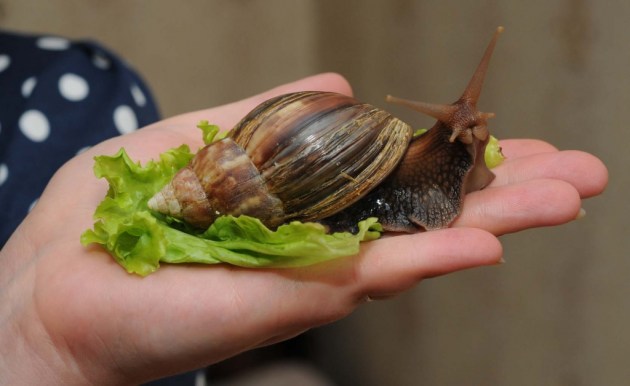 ��� ������ ������-������� � ������ �� ������ ������� ����