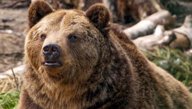 �������� � �������! ��� ���������� ����������� ������� � ����?