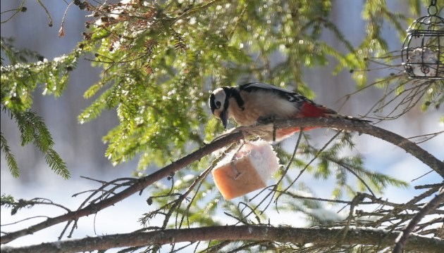 � ������ �������� ����������������� ����