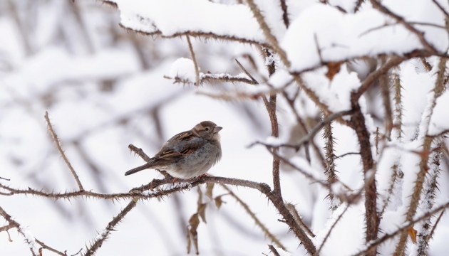 ��������� �������� ������� ������ �� ����������� ��������