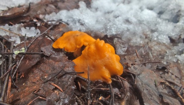 ������ �������: ������ ��������� � �������� ����� ����� ����� �� ����