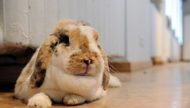 �������� ���������� �� ������: � ����� ���������� �������� ������� ��� �� ���������