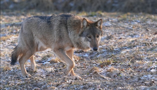 �������������� �����������: ������� ������ �������� � ���������� ������