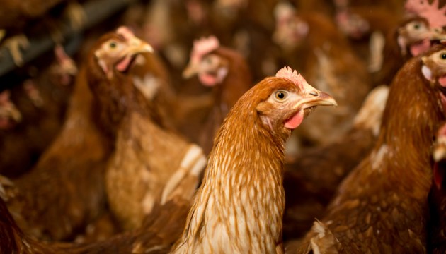 ��������� � ���������: ���� � ������� �������� ����� ���������� � ����� ����� �����������