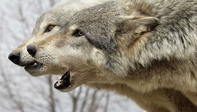 ����� �������� ����� ���� � ������ ������ ����