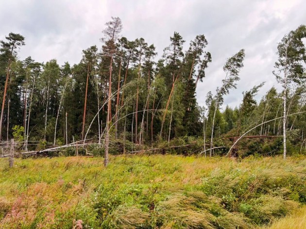 ��� ������� ������� ��������: Latvijas valsts meži ������������ �����